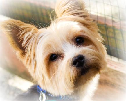 yorkshire terrier trim